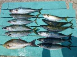 神谷沖一文字内向きでカゴ釣り　脂ののったゴ…