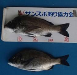親海公園で良型チヌ、アジも好調です