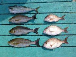 カゴ釣りでイサギ・ゴマサバ、マダイは惜しくも逃がしました…