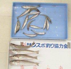 佐波賀　道沿いの投げ釣りでキス〜24cm19匹