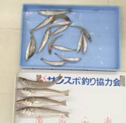 佐波賀　道沿いの投げ釣りでキス〜24cm1…