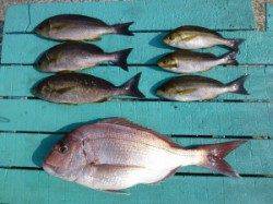 沖一文字外向きで夜通しカゴ釣り〜マダイ・イサキ〜