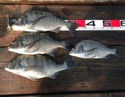 青井イカダ38cmまでのチヌ4枚の釣果☆