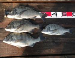 青井イカダ38cmまでのチヌ4枚の釣果☆