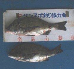 音海磯、良型のチヌ2枚！！