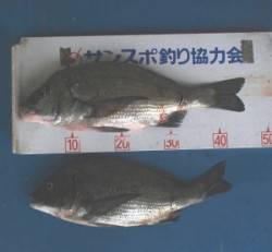 音海磯、良型のチヌ2枚！！