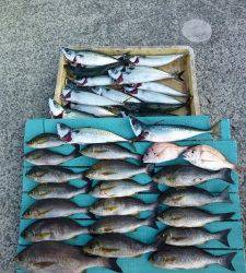 夜通しでカゴ釣り、42cmのジャンボイサキも♪