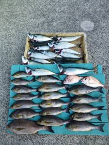 夜通しでカゴ釣り、42cmのジャンボイサキ…