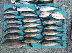 夜通しでカゴ釣り、42cmのジャンボイサキも♪