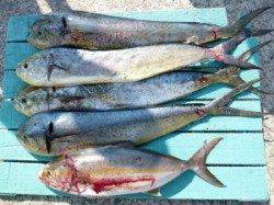 神谷沖一文字　飲ませ釣りでカンパチ・シイラの釣果