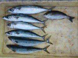 沖一文字外向き、カゴ釣りでゴマサバが好調のようです