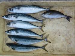 沖一文字外向き、カゴ釣りでゴマサバが好調の…