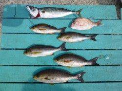 神谷一文字でのかご釣り釣果　〜イサギ&ゴマサバ〜