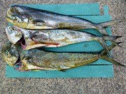 神谷沖一文字外向き、のませで100cmのシイラＧＥＴ☆