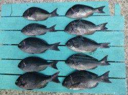 沖一文字外向き、フカセではナイスサイズのグレの釣果