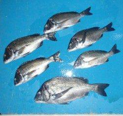 千歳イカダのチヌ釣り、サナギの釣りに変わってきました