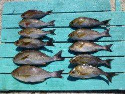 神谷沖一文字で夜通しカゴ釣り〜イサギ〜