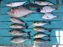 【イサギは夜明け頃に釣れたそうです】沖一文字かご釣り