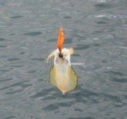 音海磯でエギング釣行、約20匹の釣果