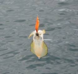 音海磯でエギング釣行、約20匹の釣果