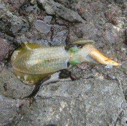 音海磯でエギング釣行、約20匹の釣果