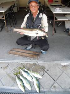 カブト磯でのませ釣り、ハマチにスズキ☆