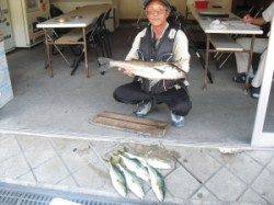 カブト磯でのませ釣り、ハマチにスズキ☆