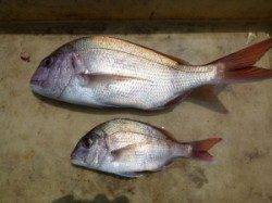 沖一文字外向きでマダイ&チャリコ　〜カゴ釣り釣果〜