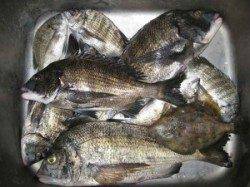 久美浜での筏チヌ釣り、数上がっています！40枚オーバーも