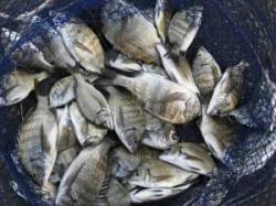 久美浜での筏チヌ釣り、数上がっています！4…