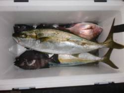 新温泉エリアの茶釜でカゴ釣り、小マサをＧＥ…