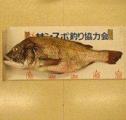 白杉防波堤 オキアミのエサで年なしチヌ52.5cm