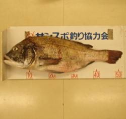 白杉防波堤 オキアミのエサで年なしチヌ52…
