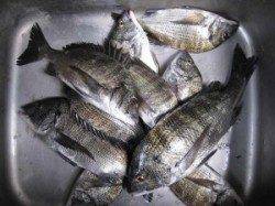 久美浜の筏・カセ　チヌ好調キープ