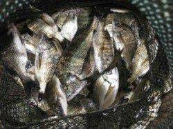 久美浜の筏・カセ　チヌ好調キープ