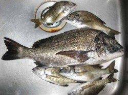 久美浜の筏・カセ　チヌ好調キープ