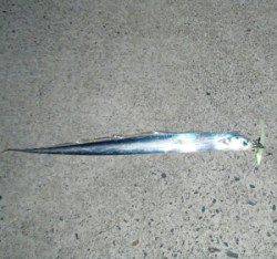 千歳の波止でのワインド、アオリイカ調査