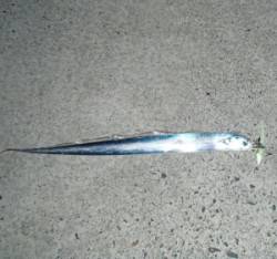 千歳の波止でのワインド、アオリイカ調査