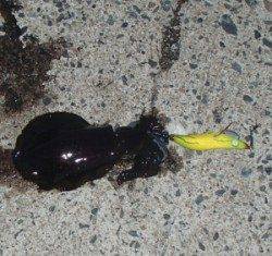 千歳の波止でのワインド、アオリイカ調査