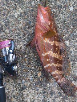 音海大波止　ロックフィッシュのキジハタ狙い！