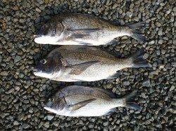 湯浅の磯　紀州釣りで良型チヌ