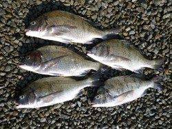 湯浅の磯　コーンで良型チヌ5枚！