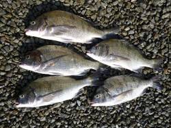 湯浅の磯　コーンで良型チヌ5枚！