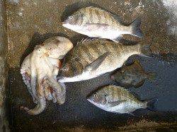 湯浅の磯　紀州釣りでのチヌ釣果　