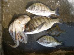 湯浅の磯　紀州釣りでのチヌ釣果　