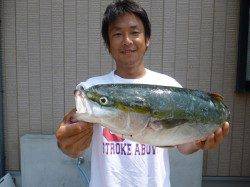 湯浅の磯、ダイビングペンシルで55cmのハマチHIT！