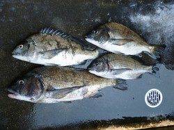 湯浅の磯、紀州釣りで年無し含むチヌ4枚！！