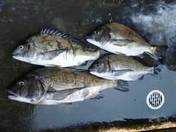 湯浅の磯、紀州釣りで年無し含むチヌ4枚！！…