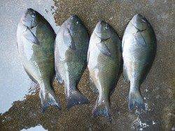 フカセ釣りでアイゴ・グレ！　湯浅の磯