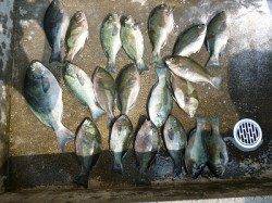 湯浅の磯でフカセ釣り　グレ大漁！